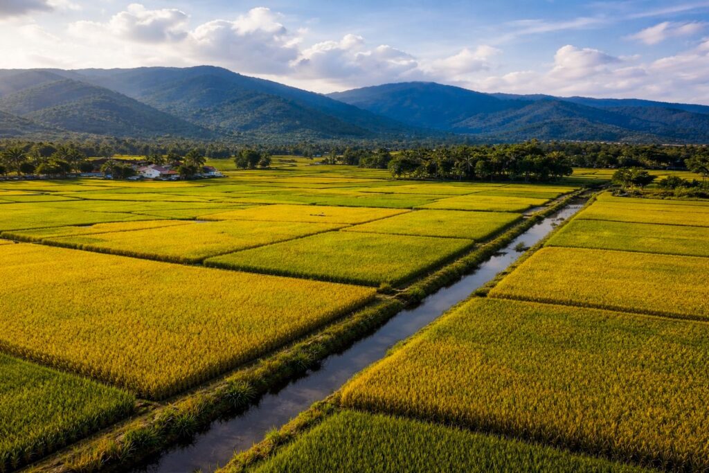En el lanzamiento del inicio de la cosecha de arroz, encabezado por el presidente Luis Abinader, también destaca que la comida del pueblo dominicano está garantizada; inventarios de arroz superan los 5 millones de quintales