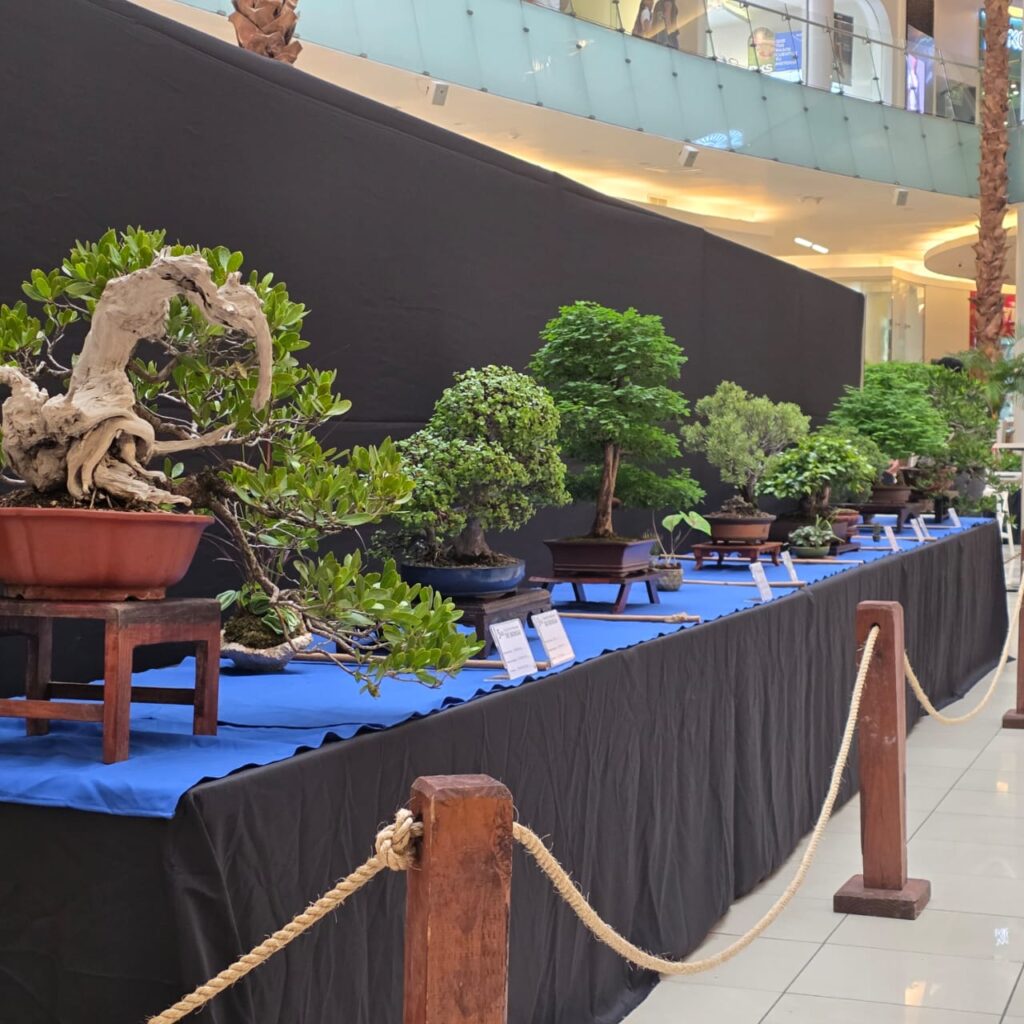 Exposición Nacional de Bonsái