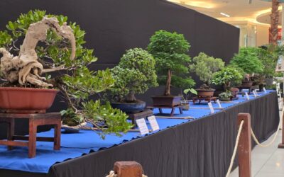 Exposición Nacional de Bonsái
