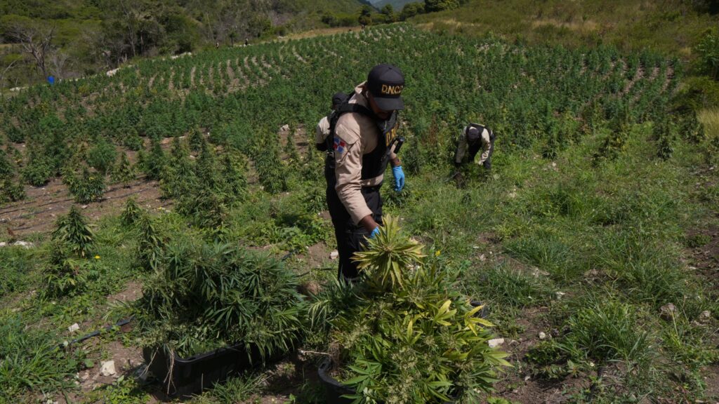 En la intervención fueron ocupadas más de 3,000 plantas del vegetal, garrafones llenos de la sustancia, paneles solares, ventiladores, secadoras y motobombas, entre otras evidencias._