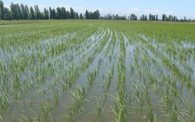 Destacan que el arroz representa seguridad alimentaria, empleos, desarrollo económico y estabilidad social para miles de familias dominicanas