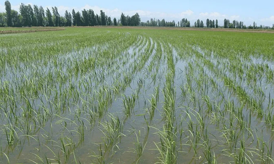 Destacan que el arroz representa seguridad alimentaria, empleos, desarrollo económico y estabilidad social para miles de familias dominicanas