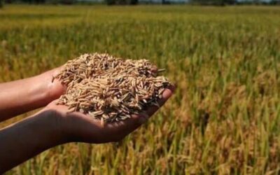 Producción nacional de arroz